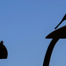 Eurasian Magpie (Pica pica) — Praia do Barril, Santa Luzia, Tavira, Faro, Portugal