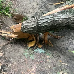 Downed Tree — Beverly Shores, Indiana, United States