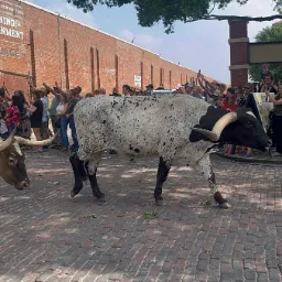 Long Horn Cattle