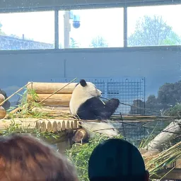Giant Panda At The DC Zoo
