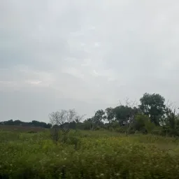 Just a picture of the grass and trees