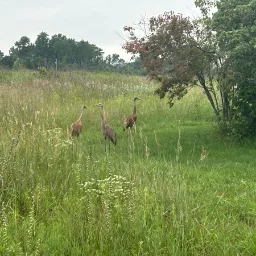 3 Sandhill cranes standing around