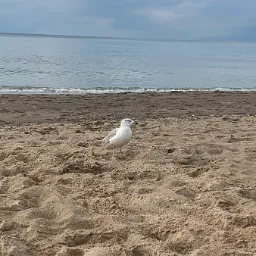 Seagull! — Beverly Shores, Indiana, United States