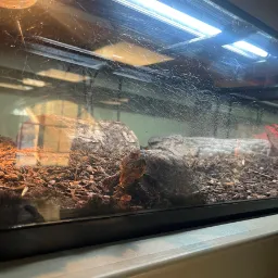 Turtle! — Richmond, Virginia, United States