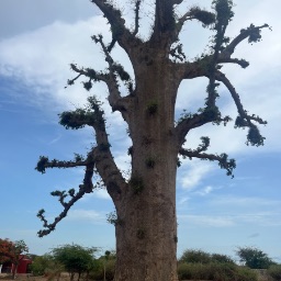 Senegal baobab tree — Communauté rurale de Sindia, Thiès Region, Senegal