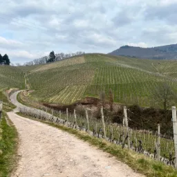 Hiking Through the Vineyards – Sasbachwalden